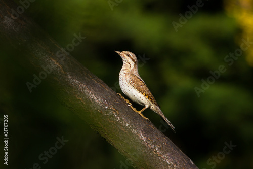wryneck / Jynx torquilla