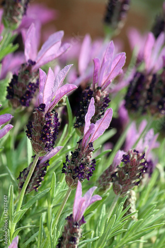 Fototapeta Naklejka Na Ścianę i Meble -  Schopflavendel