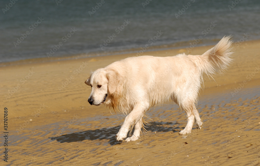 GOLDEN RETRIEVER