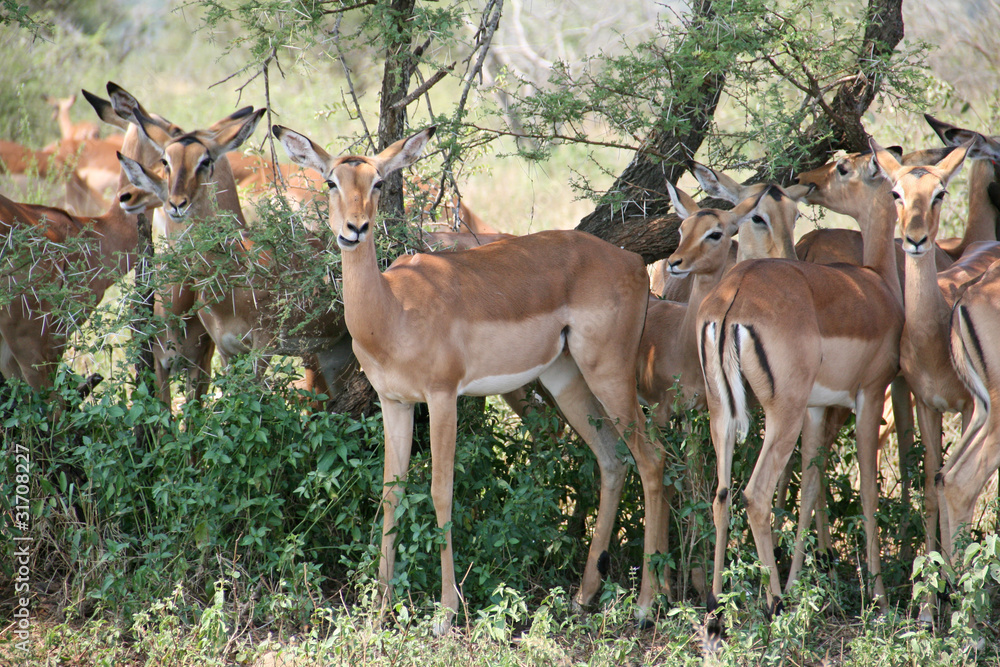 Impalas grazing Impalas grazing