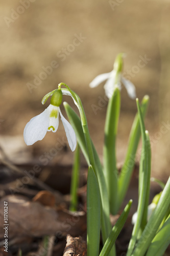 Snowdrops photo