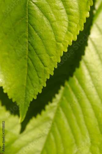 texture di macro di foglie verdi