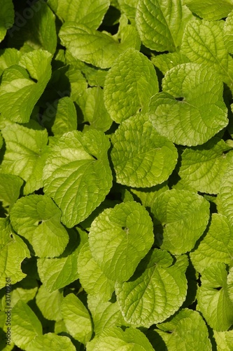 texture di macro di foglie verdi