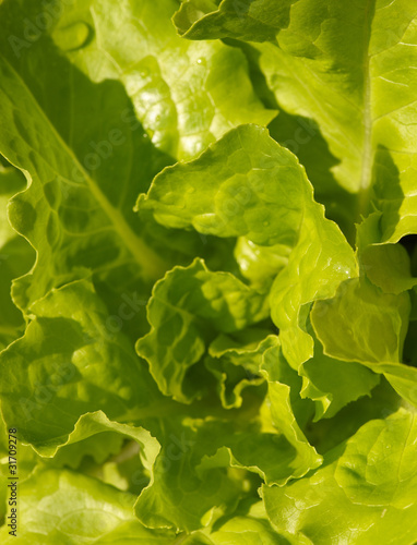 texture di macro di foglie verdi