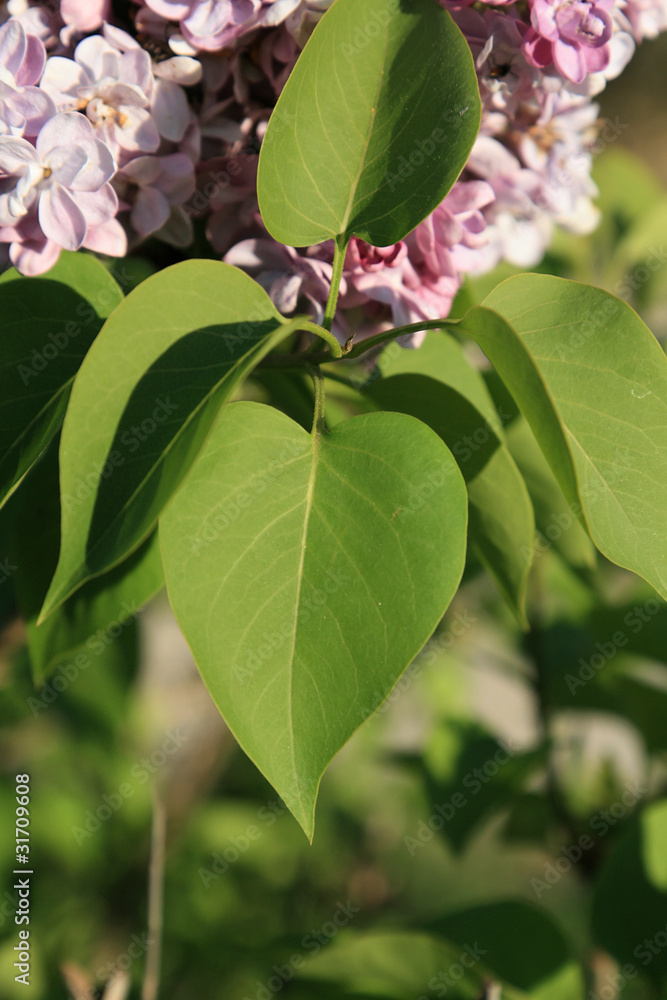 Obraz premium feuille de lilas