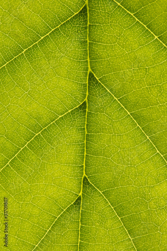 texture di macro di foglie verdi