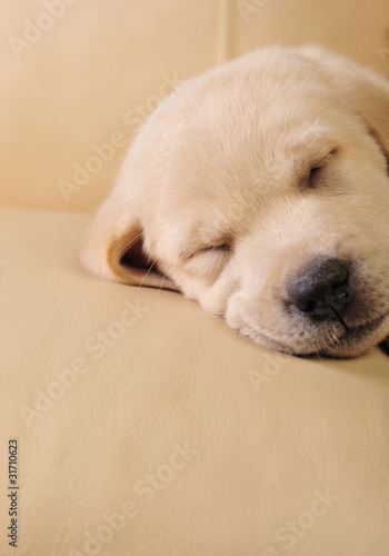 Labrador puppy © Milles Studio
