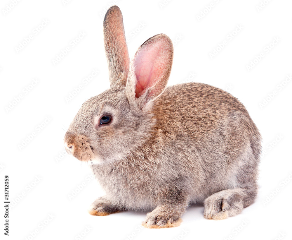 rabbit rabbit