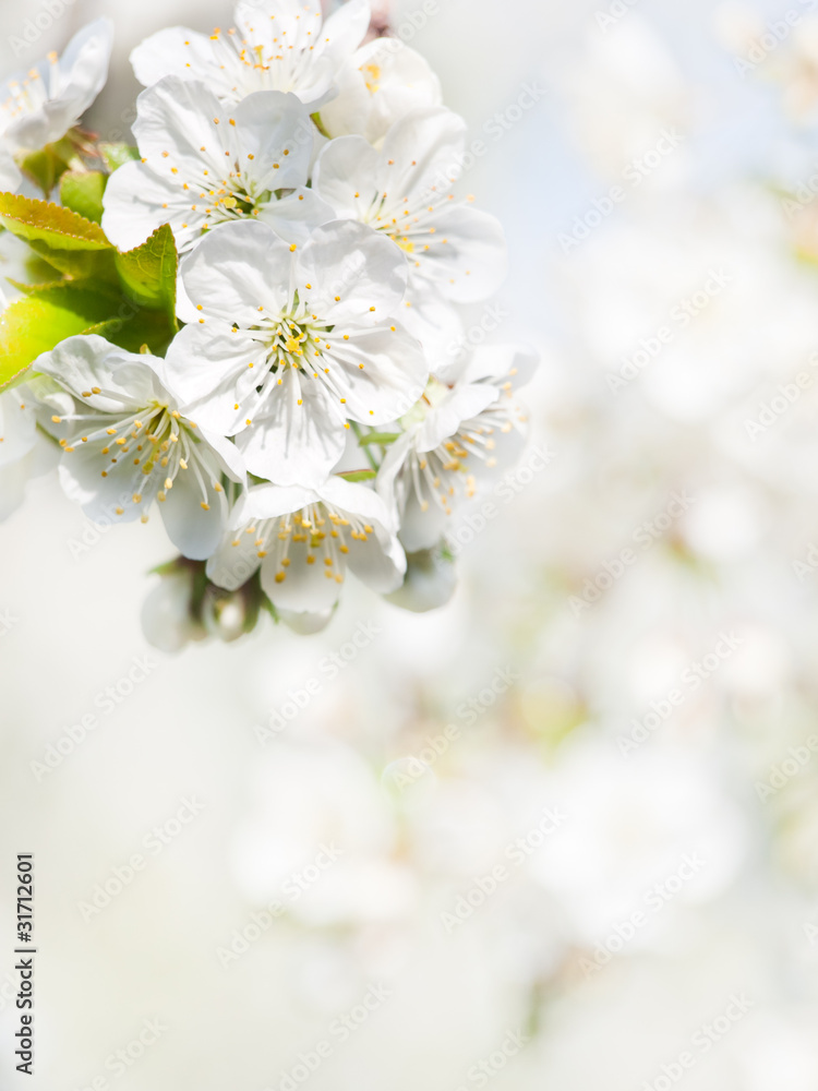 cherry flower background