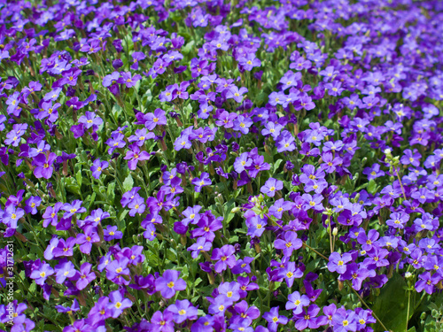 violet background photo