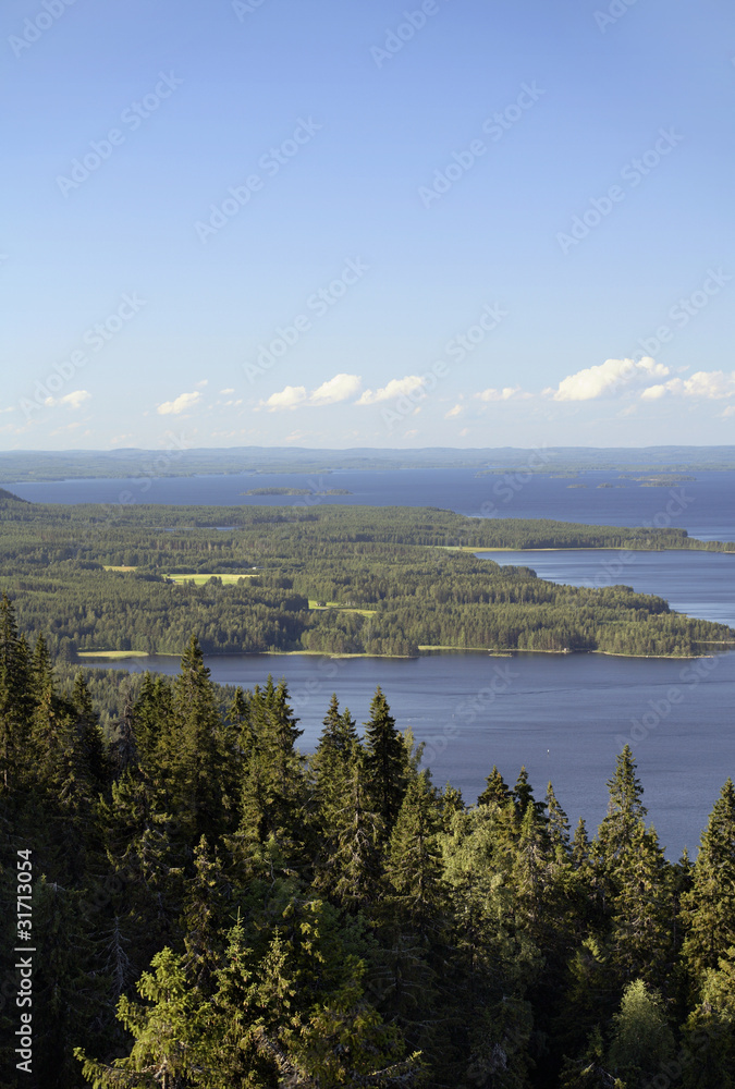 Fototapeta premium Koli