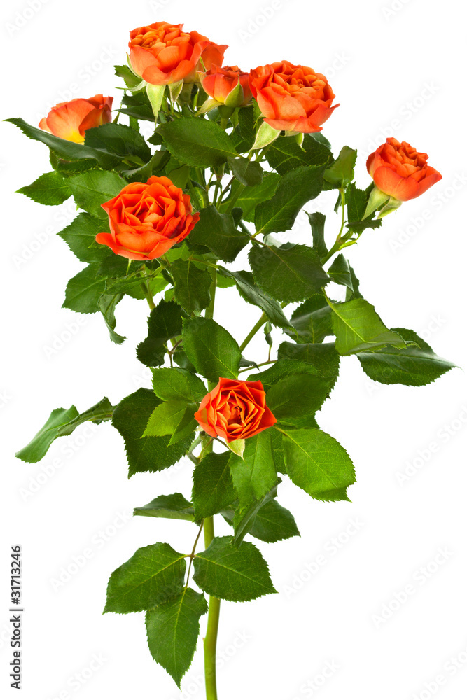 Obraz premium branch of roses