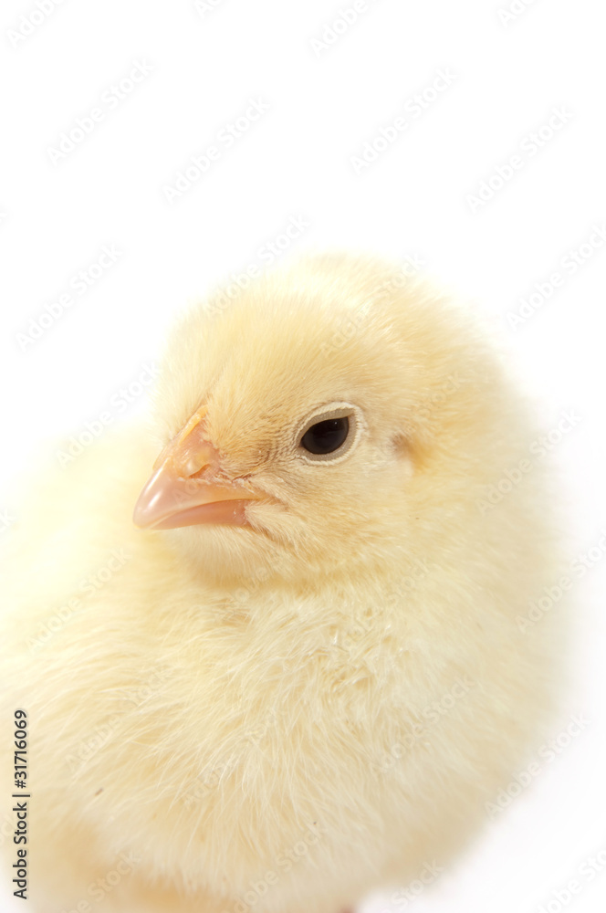 Obraz premium Baby chicken