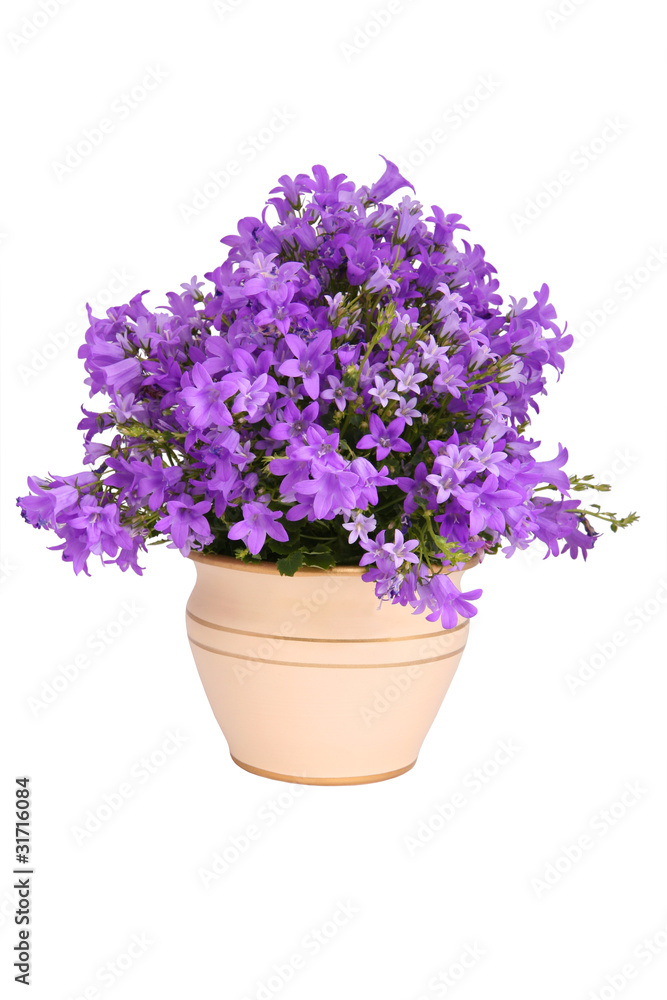 Campanula bell flowers Campanula bell flowers