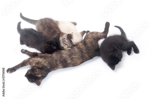kittens nursing on white background