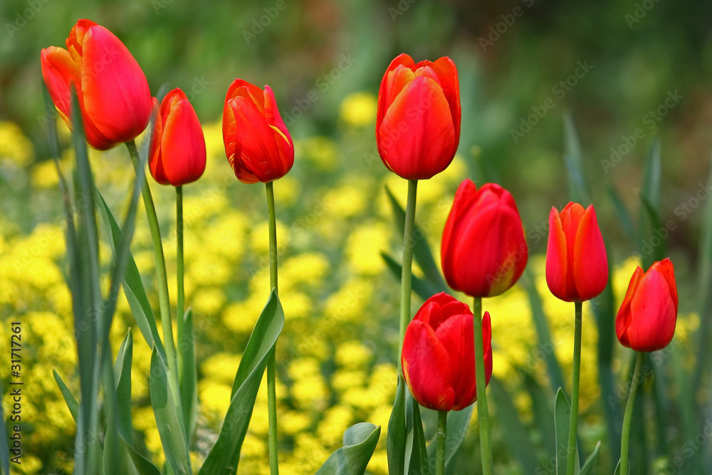 Obraz premium Red tulips in a row