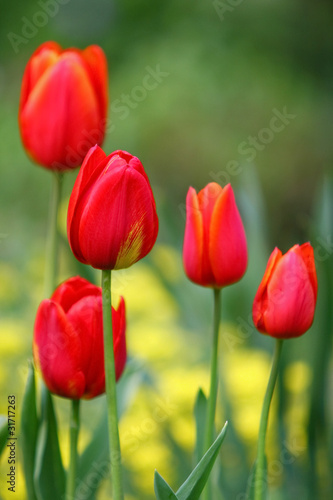 Red tulips vertical