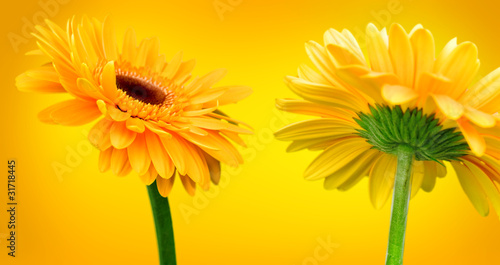 Bright orange flowers on a ...