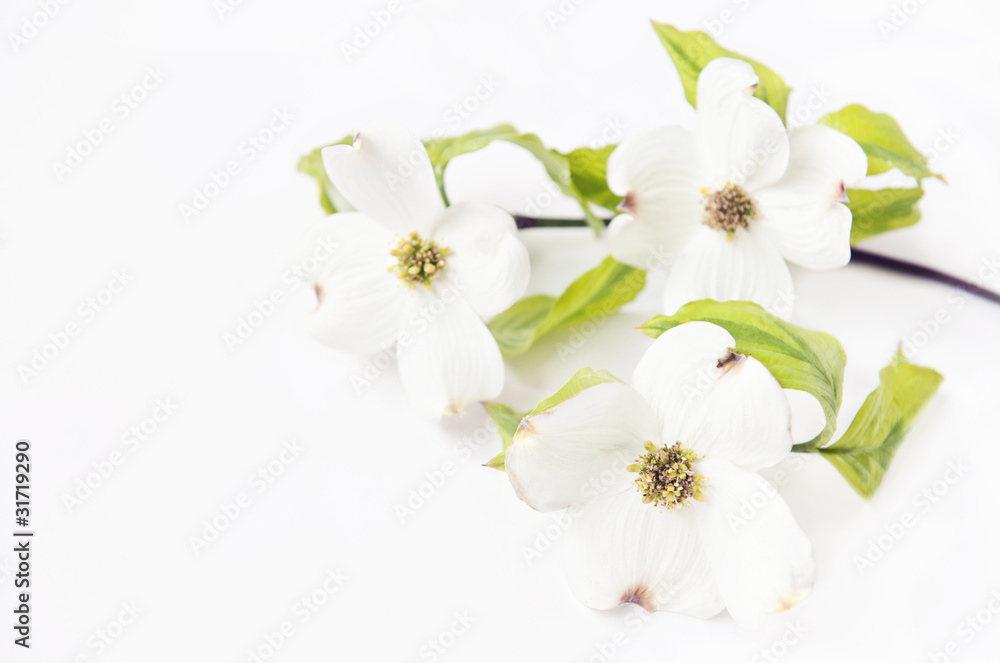 White Dogwood Blooms