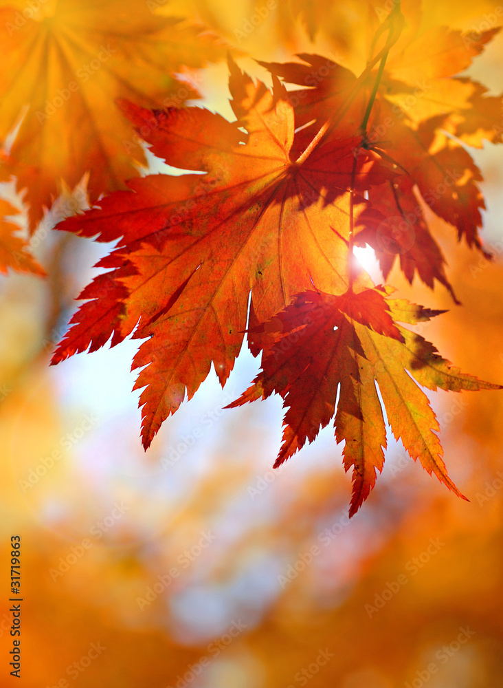 Fototapeta premium Autumnal maple leaves in blurred background