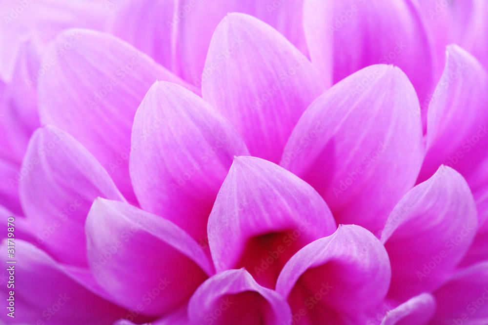Closeup of pink flower with soft focus floral background Closeup of pink flower with soft focus floral background
