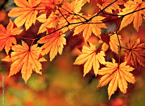 Red maple leaves  seasonal framing