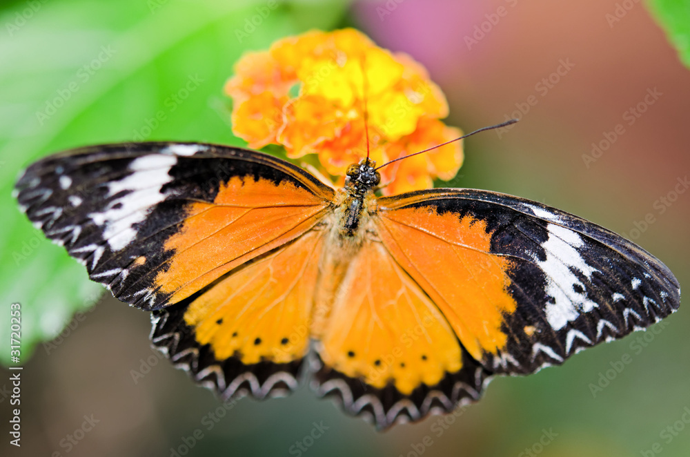 Fototapeta premium papillon et fleur