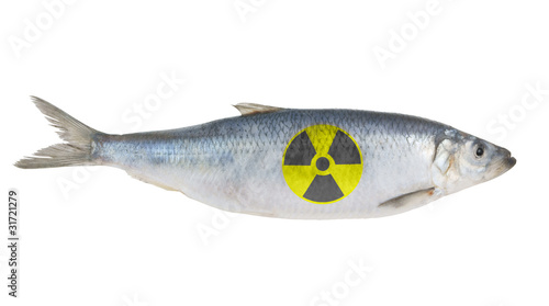 Radioactive herring fish isolated on white background