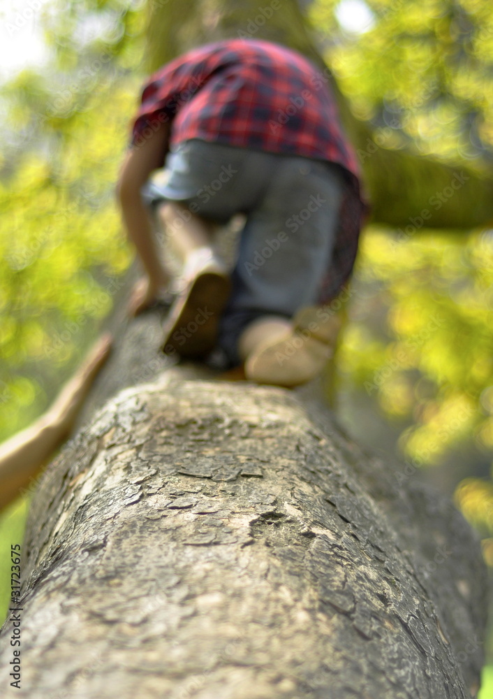 Gripmant sur le tronc d'arbre Gripmant sur le tronc d'arbre
