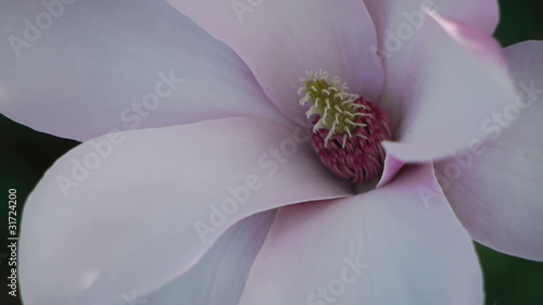 Hd1080p Flowering magnolia tree photo