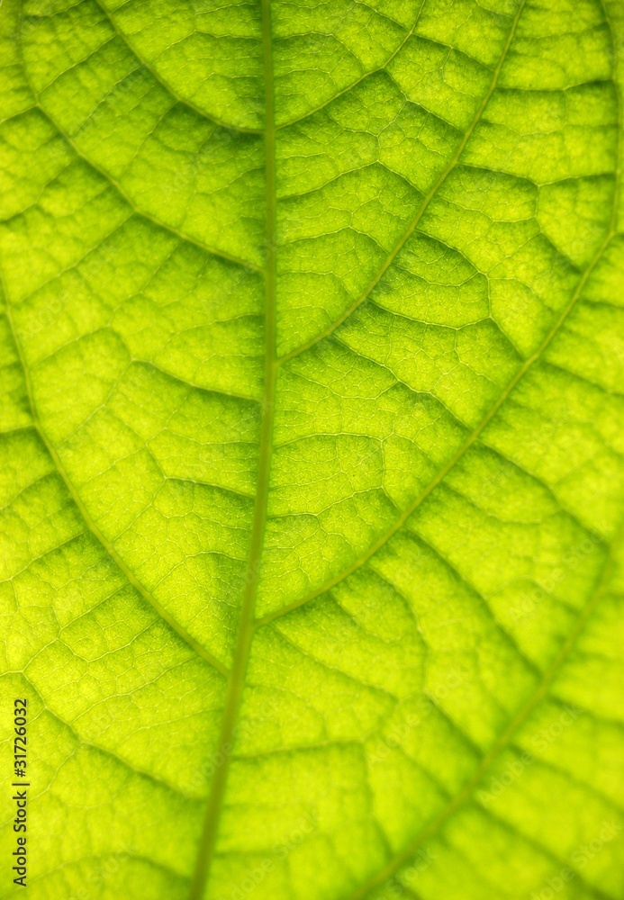 Blatt vom Avocadobaum Blatt vom Avocadobaum