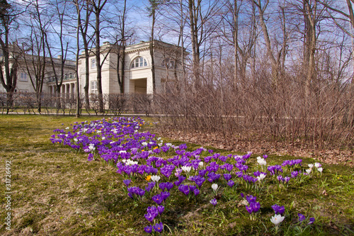 Bunch of violet crocuses in Warsaw Lazienki park