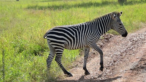 zebra photo