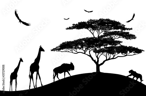 Photography africa animals black silhouettes on a white