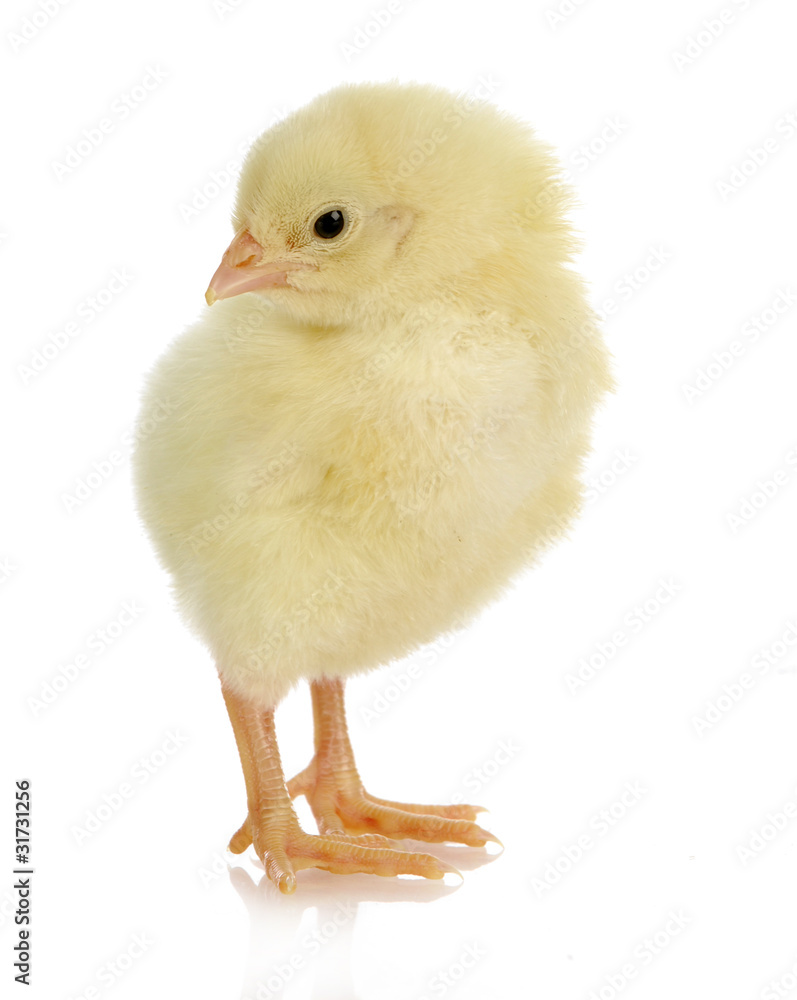 Obraz premium baby chick