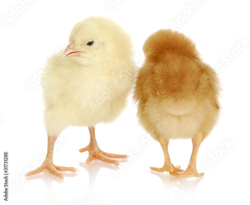 Wallpaper Mural newborn chicks Torontodigital.ca