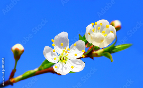 Beautiful closeup view of blooming tree in garden at spring day