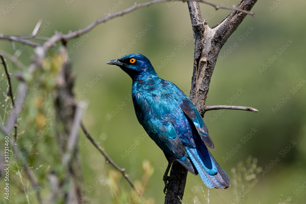 Cape Glossy Starling