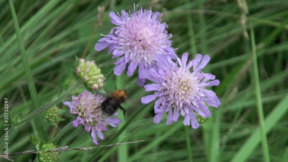 Bourdon butinant sur une fleur de scabieuse Bourdon butinant sur une fleur de scabieuse
