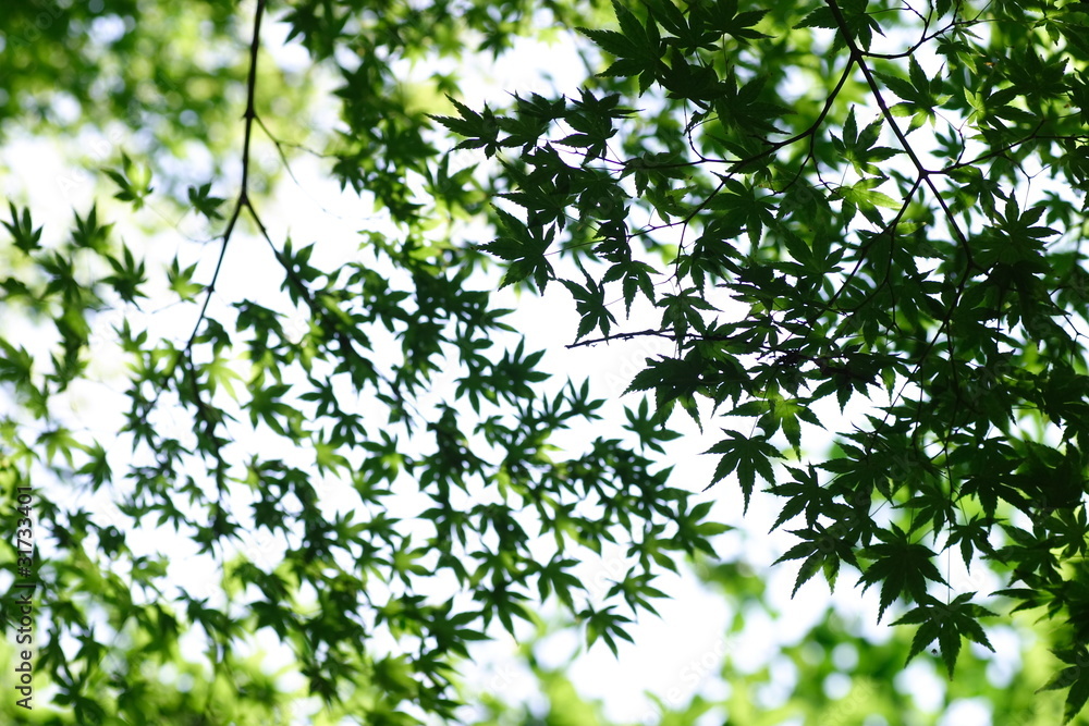 空を覆うカエデ