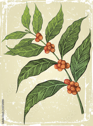 old-fahioned coffee tree branch