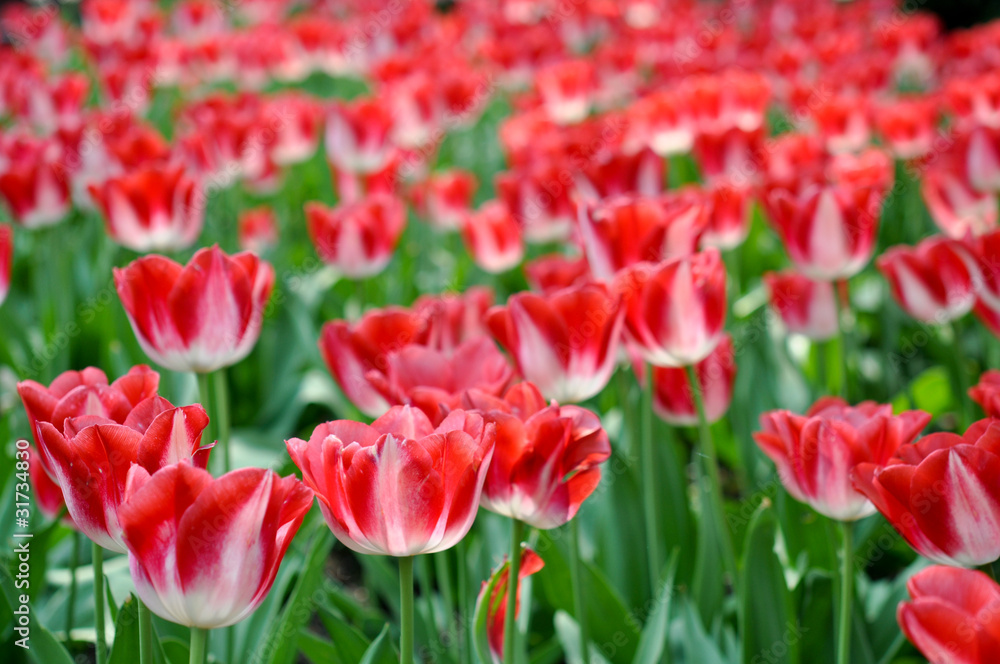 Rote tulpen