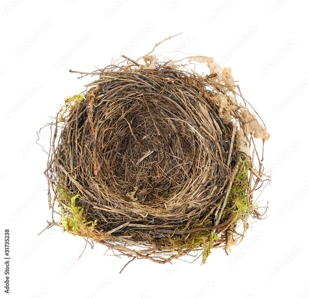 Detail of blackbird nest isolated on white Detail of blackbird nest isolated on white
