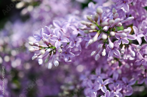 Flieder Baum im Frühjahr, Frühling im Garten  photo