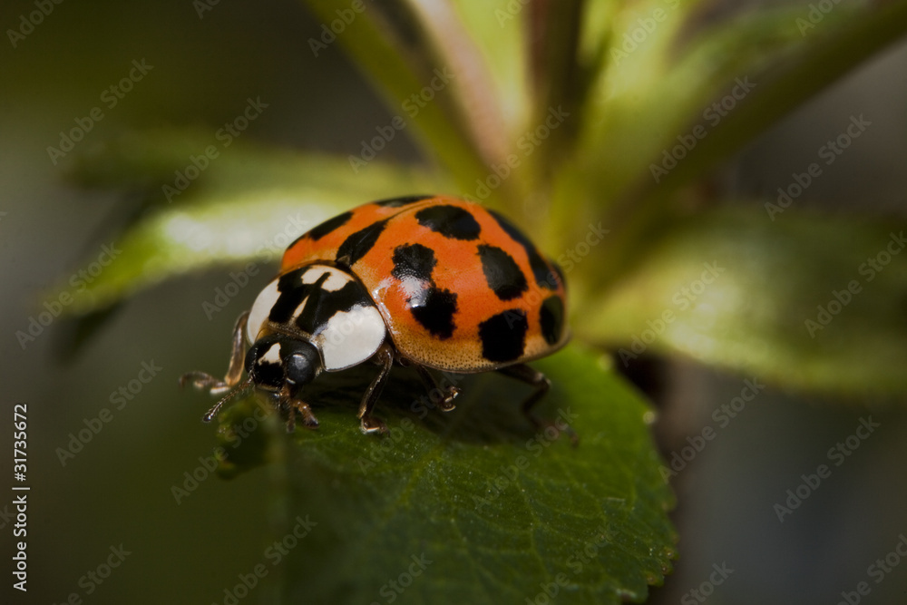 lady bug lady bug
