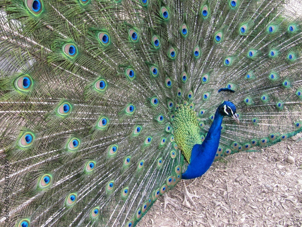 Obraz premium Peacock, pavo real.