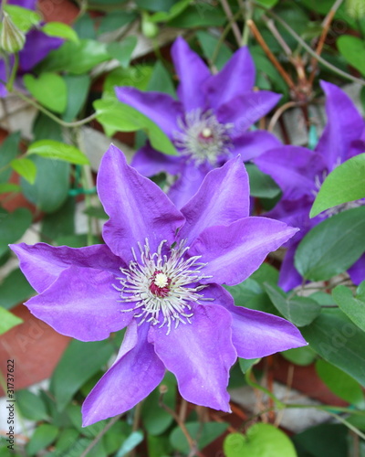 Clematis Viola