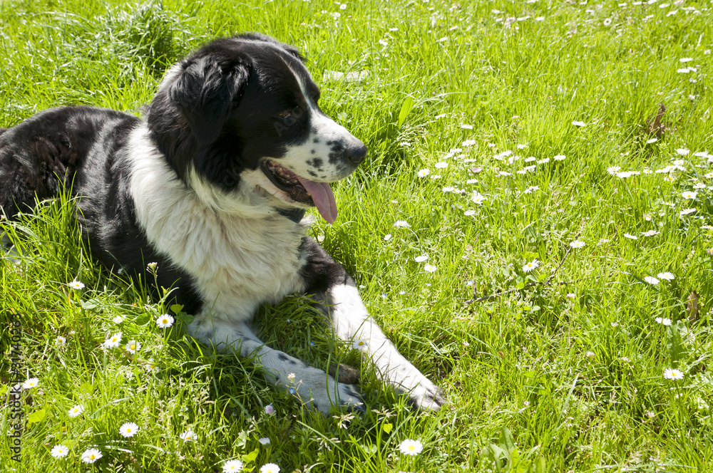 black and white dog on green grass