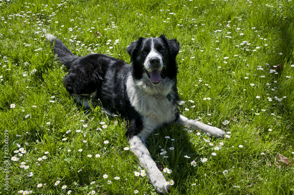 black and white dog on green grass