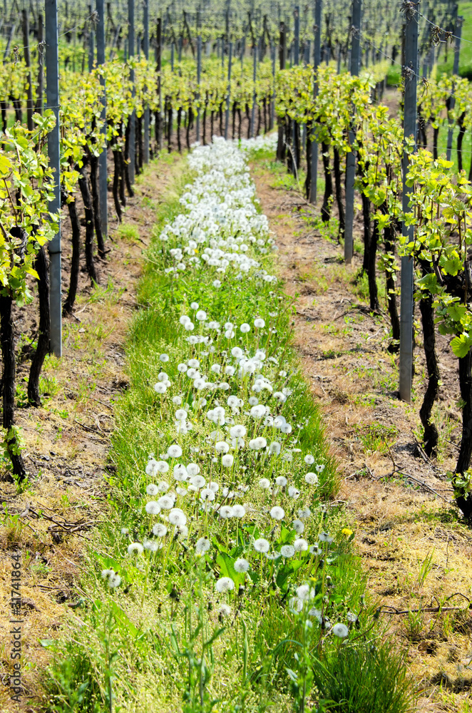rangér de vigne rangér de vigne